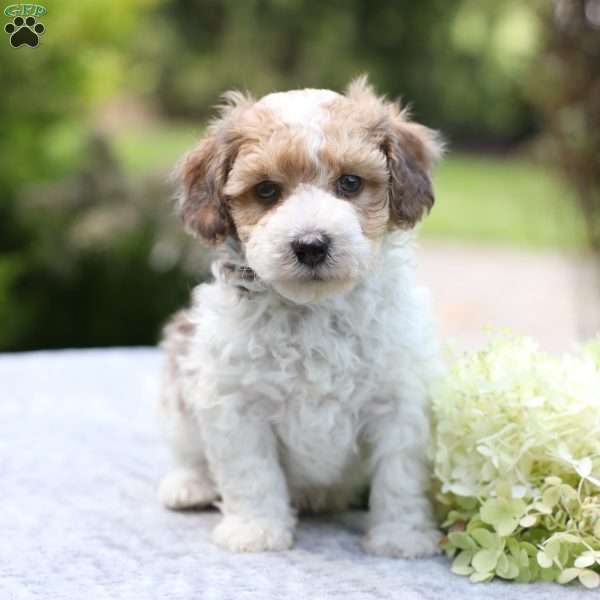 Romeo, Bich-Poo Puppy